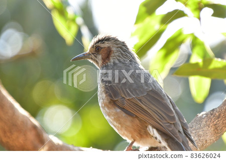 Bulbul staying in a tree 83626024