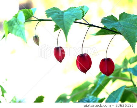 Four red and white abutilon megapotamic flowers (Tyrolean lamp floral pattern) Four red and white abutilon megapotamic flowers (Tyrolean lamp floral pattern) 83626155