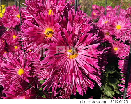 Rare chrysanthemum flower type botanical selection on exhibition Rare chrysanthemum flower type botanical selection on exhibition 83626473