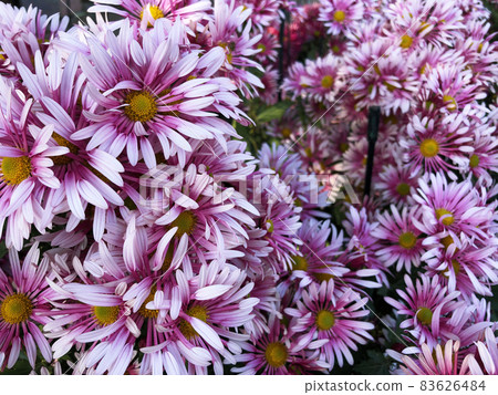 Rare chrysanthemum flower type botanical selection on exhibition Rare chrysanthemum flower type botanical selection on exhibition 83626484