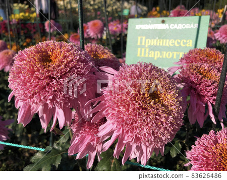Rare chrysanthemum flower type botanical selection on exhibition 83626486