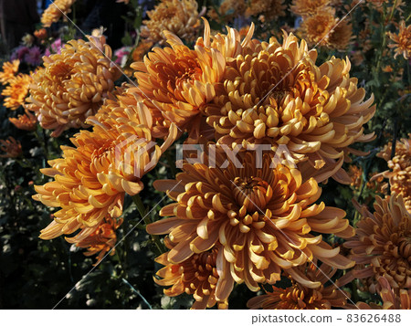 Rare chrysanthemum flower type botanical selection on exhibition Rare chrysanthemum flower type botanical selection on exhibition 83626488