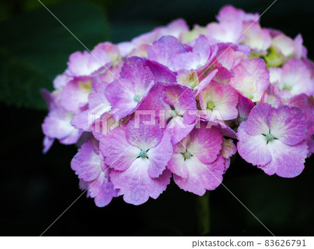 Bright pink purple hydrangea in full bloom 83626791