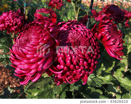 Rare chrysanthemum flower type botanical selection on exhibition Rare chrysanthemum flower type botanical selection on exhibition 83626810