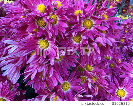Rare chrysanthemum flower type botanical selection on exhibition Rare chrysanthemum flower type botanical selection on exhibition 83626813