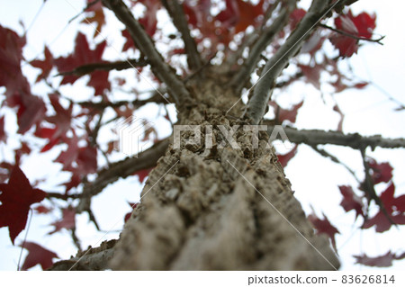 Worm's eye view of a large old tree with red leaves set against a cloudy sky Worm's eye view of a large old tree with red leaves set against a cloudy sky 83626814