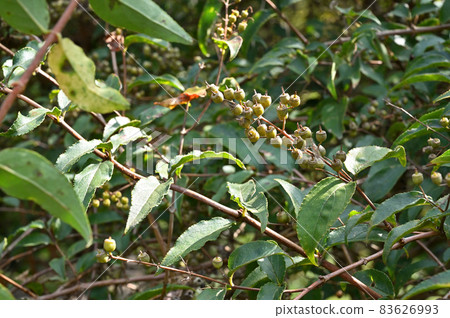 Tree: Ugi hydrangeae family 83626993