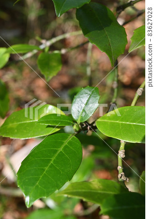 樹種：Aucuba japonica, Garryaceae 83627028