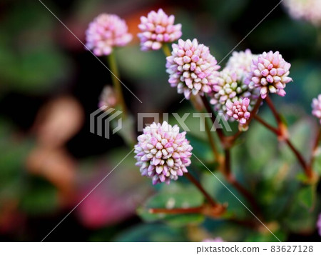 粉紅色虎杖的許多芽的特寫 粉紅色虎杖的許多芽的特寫 83627128