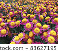 Rare chrysanthemum flower type botanical selection on exhibition 83627195
