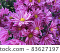 Rare chrysanthemum flower type botanical selection on exhibition 83627197