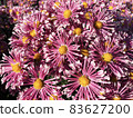 Rare chrysanthemum flower type botanical selection on exhibition 83627200