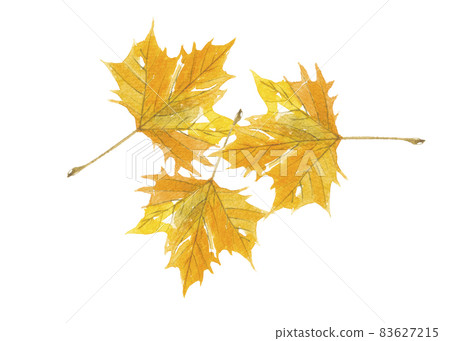 3 poplar leaves 3 poplar leaves 83627215