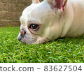 法國鬥牛犬在草坪上曬太陽 83627504