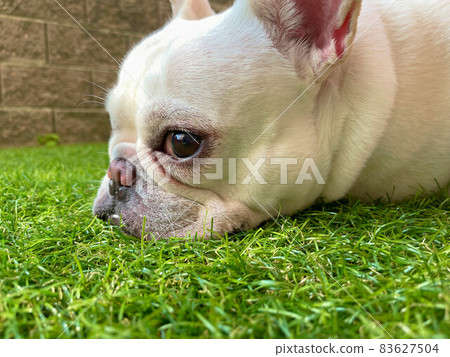 French bulldog basking in the sun on the lawn French bulldog basking in the sun on the lawn 83627504