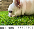 法國鬥牛犬在草坪上放鬆 83627505