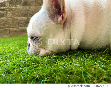 法國鬥牛犬在草坪上放鬆 83627505