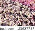 Rare chrysanthemum flower type botanical selection on exhibition 83627787