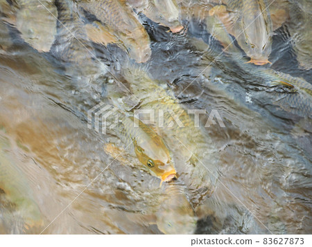 Many carp climbing the Mikasa River, Tonokoga, Dazaifu City, Fukuoka Prefecture Many carp climbing the Mikasa River, Tonokoga, Dazaifu City, Fukuoka Prefecture 83627873