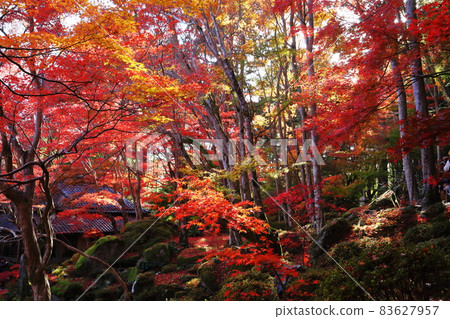 Autumn leaves of a shrine 83627957