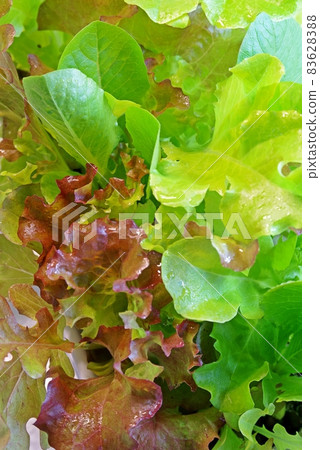 生菜,沙拉混合,可重複收穫 生菜,沙拉混合,可重複收穫 83628388