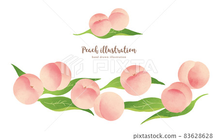 具有自然觸感/水平佈局的白桃插圖 83628628