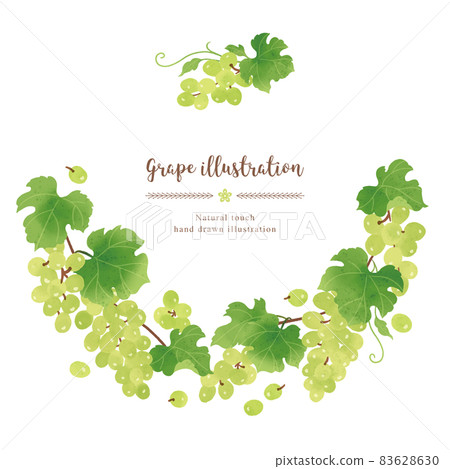 Muscat illustration / circle with a natural touch Muscat illustration / circle with a natural touch 83628630