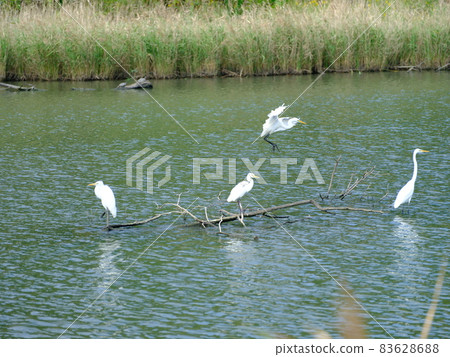 Egret perching on a submerged tree in Ebigaike 83628688