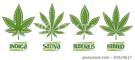 Vector Cannabis Leaves Set 83629617