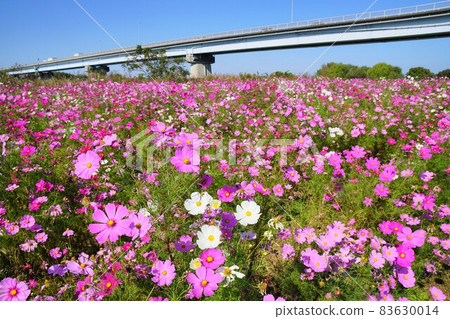 河床波斯菊田江戶川松戶花線 河床波斯菊田江戶川松戶花線 83630014