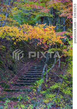Autumn leaves in Oidaira Park, Inabu Town, Toyota City, Aichi Prefecture Autumn leaves in Oidaira Park, Inabu Town, Toyota City, Aichi Prefecture 83630253
