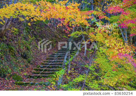 Autumn leaves in Oidaira Park, Inabu Town, Toyota City, Aichi Prefecture Autumn leaves in Oidaira Park, Inabu Town, Toyota City, Aichi Prefecture 83630254