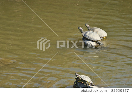 石頭上的三個紅耳滑塊 83630577