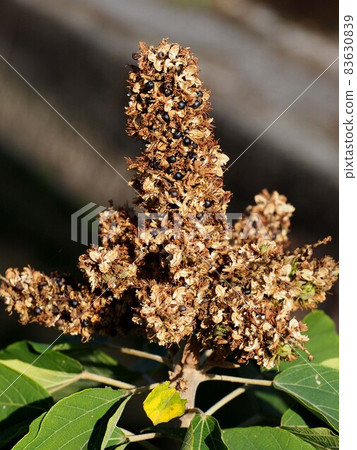 河邊的馬蓮果（紅芽柏黑籽特寫） 83630839