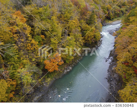 Aerial view Autumn leaves in the Saru River valley (Hidaka, Hokkaido) 83630848
