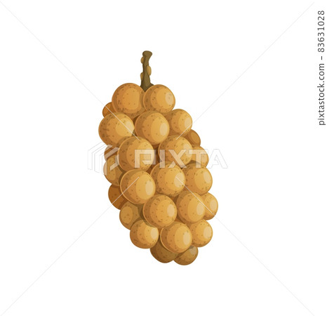 Burmese grape isolated exotic tropical food snack, cartoon design. Vector Baccaurea ramiflora, organic bunch of yellow grapes, nutrition tasty eating, delicious summer berries of Vietnam, Thailand Burmese grape isolated exotic tropical food snack, cartoon design. Vector Baccaurea ramiflora, organic bunch of yellow grapes, nutrition tasty eating, delicious summer berries of Vietnam, Thailand 83631028