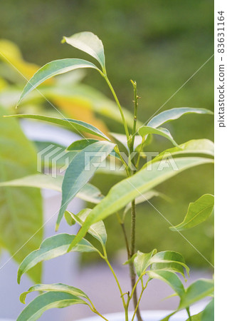荔枝樹苗 83631164