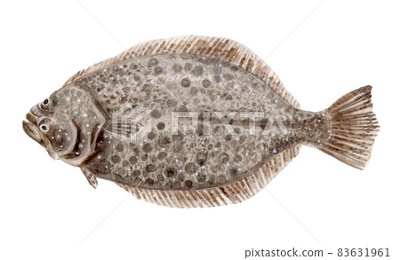 Flounder hand-painted watercolor 83631961