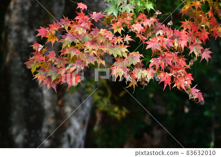 Yamadera Risshakuji Oku no Hosomichi 83632010