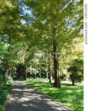陽光透過樹林-在水本公園 83632090