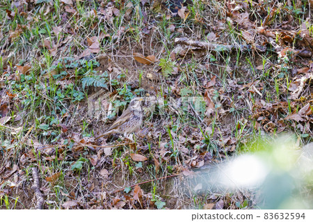 Thrush Yakushiike Park Thrush Yakushiike Park 83632594