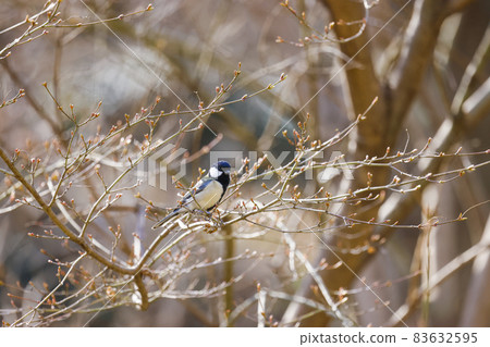 Great tit Yakushiike Park Great tit Yakushiike Park 83632595