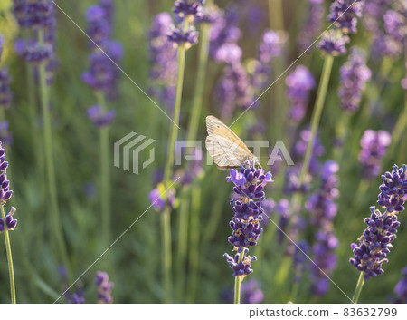 Close up Lavandula angustifolia, Levander with small heath butterfly, Coenonympha pamphilus. Bunch of flowers in bloom, purple lilac scented flowering plant on green bokeh background, selective focus 83632799
