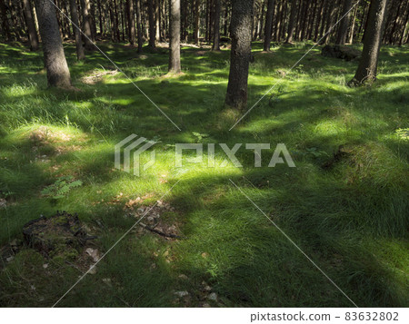 Magic meadow in spruce tree forest with tall lush green grass with dew drops on the blades of grass. Shadows and light beams, fairy tail mood Magic meadow in spruce tree forest with tall lush green grass with dew drops on the blades of grass. Shadows and light beams, fairy tail mood 83632802