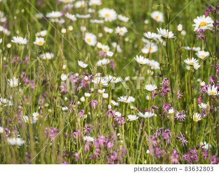 Nature scene with blooming flower meadow with white Leucanthemum, Shasta daisy and pink Lychnis viscaria blossom. Spring gentle nature background. Daisies on the field on a sunny day. Selective focus Nature scene with blooming flower meadow with white Leucanthemum, Shasta daisy and pink Lychnis viscaria blossom. Spring gentle nature background. Daisies on the field on a sunny day. Selective focus 83632803