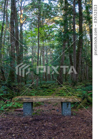 Autumn Fuji Aokigahara Jukai Beautiful green landscape Chair with moss Autumn Fuji Aokigahara Jukai Beautiful green landscape Chair with moss 83632813