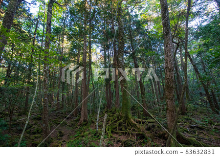 Autumn Fuji Aokigahara Jukai Beautiful green scenery Autumn Fuji Aokigahara Jukai Beautiful green scenery 83632831