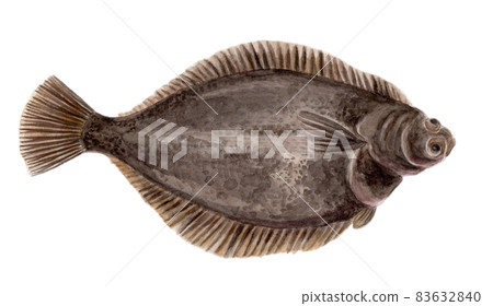 Marbled flounder hand-painted watercolor Marbled flounder hand-painted watercolor 83632840