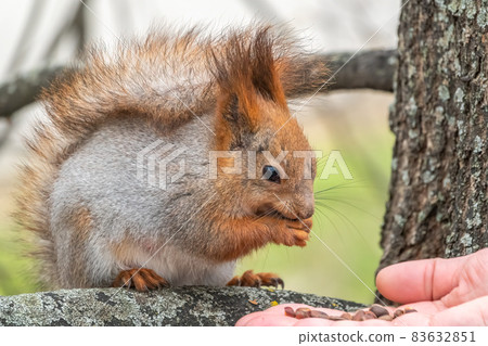 A squirrel in the spring or autumn eats nuts from a human hand. Eurasian red squirrel, Sciurus vulgaris 83632851