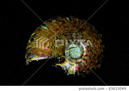 Ammonite (Iridescent effect) 83633049